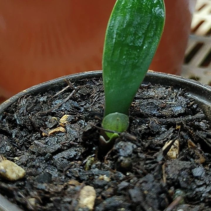 完全开放完全开放