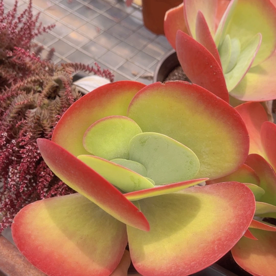 唐印大单头精品多肉