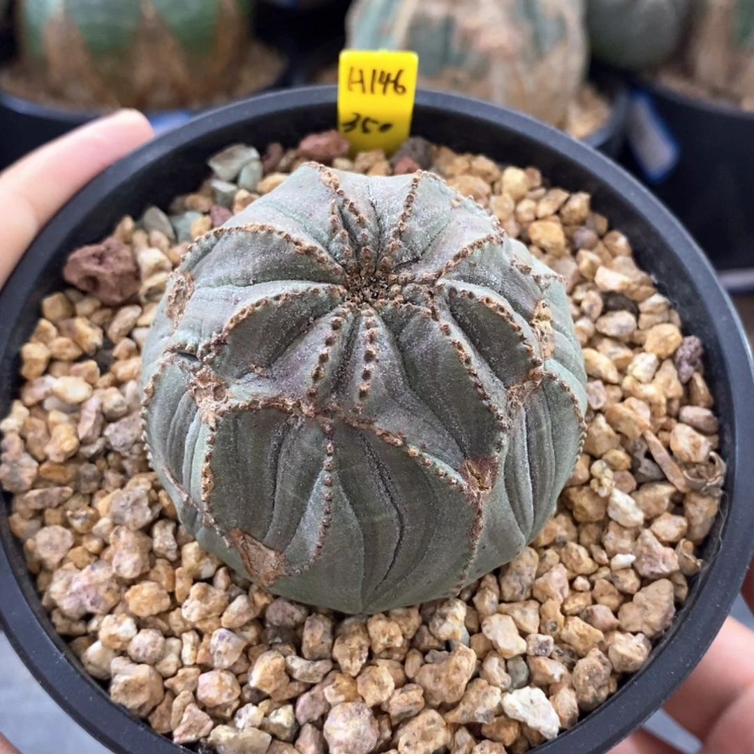 欧系实生布纹球多肉植物