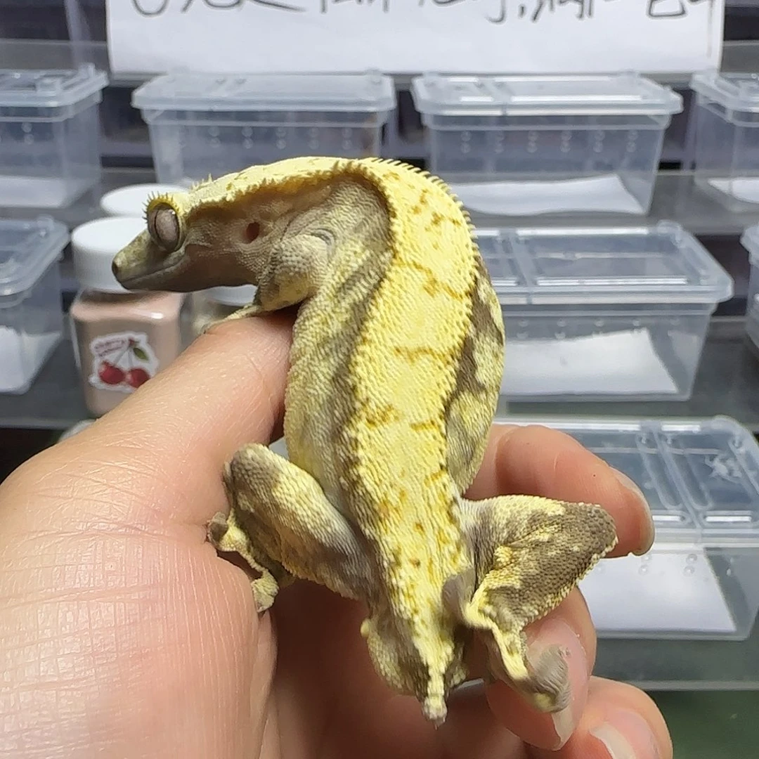 睫角守宫睫角守宫成体