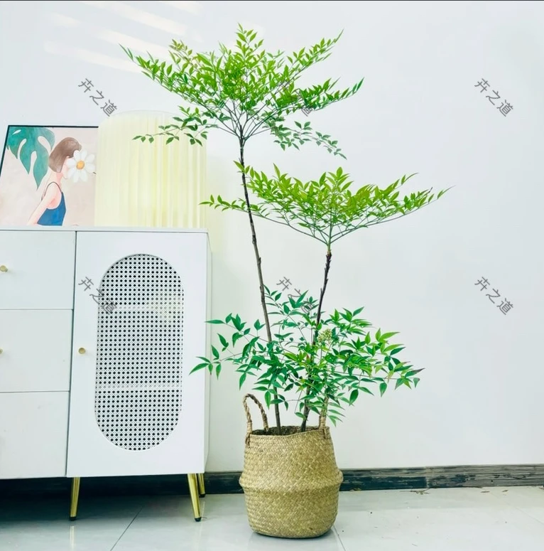 南天竹网红绿植室内盆栽办公室植物阳台绿植
