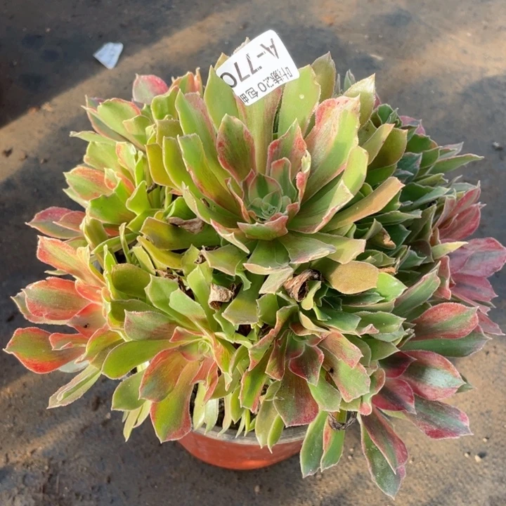 770光辉多肉12344678