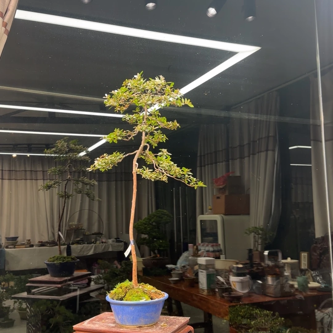 1***8无花朵花卉苗木花卉苗木