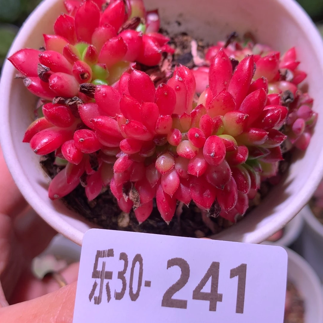 乐然30-241 红唇缀化