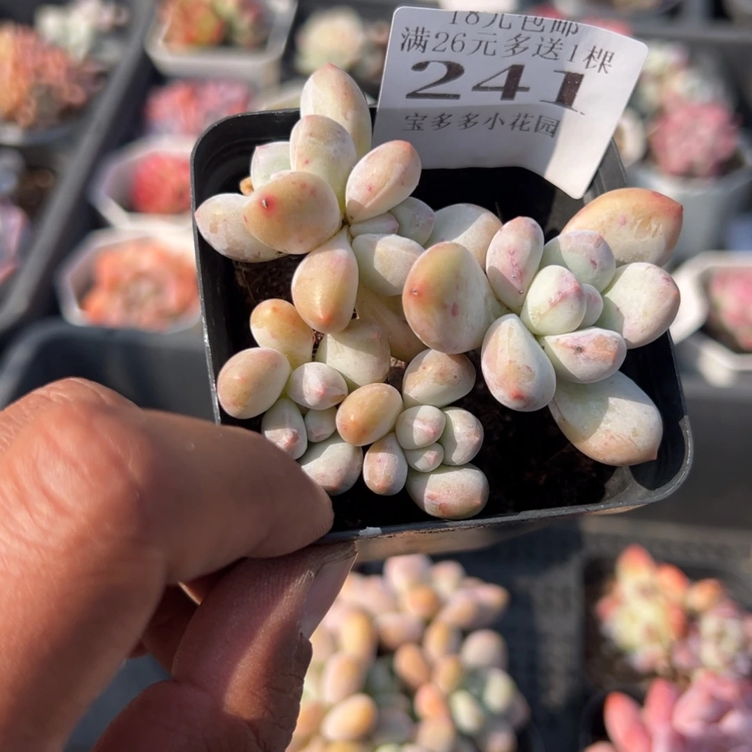 五头香水老庄群一物一拍满18包邮满26送一颗多肉