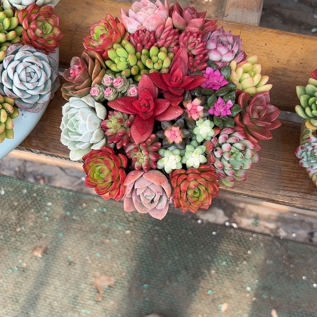 彩虹花园组合花园