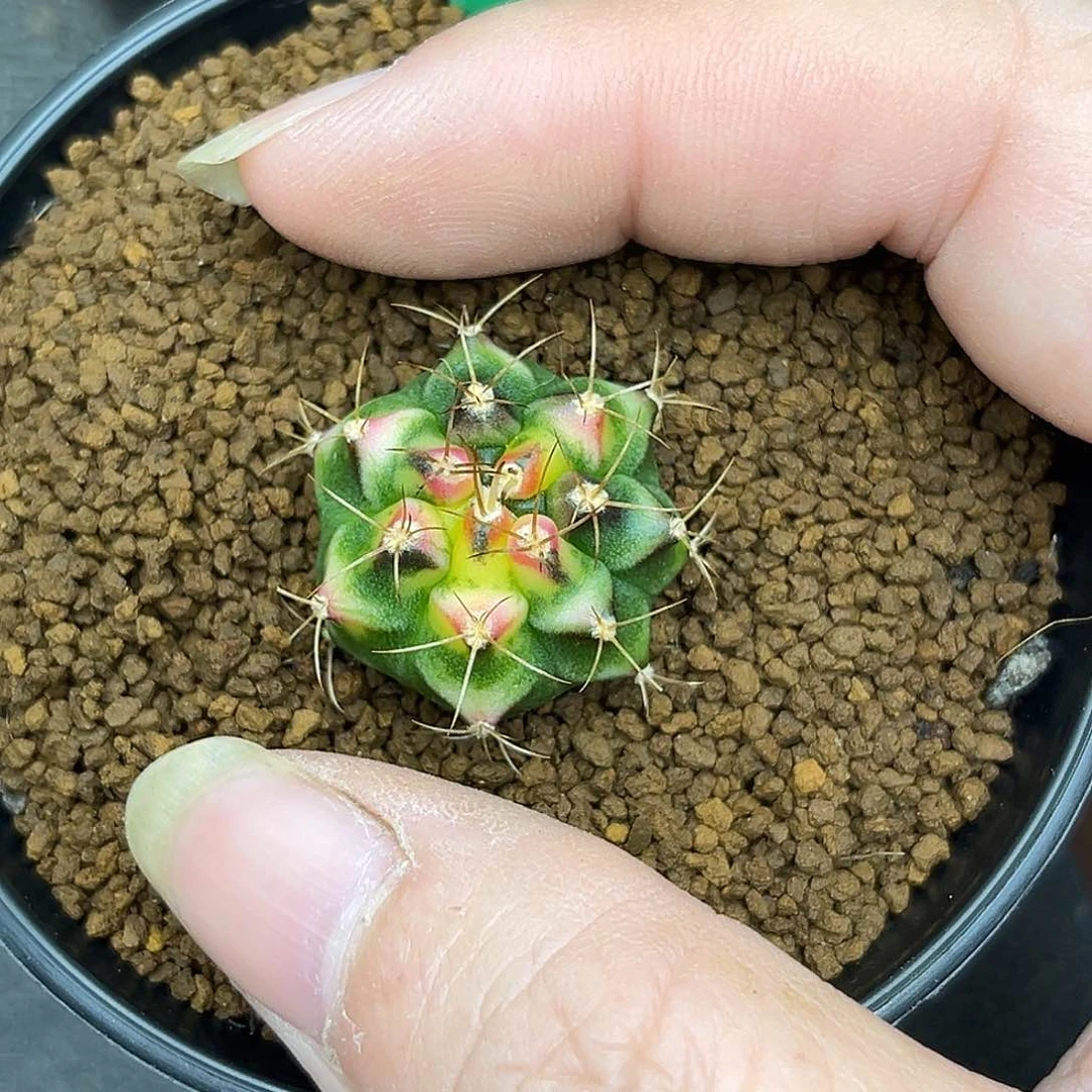 丁****ᰔH102花田测牙，带盆土发货