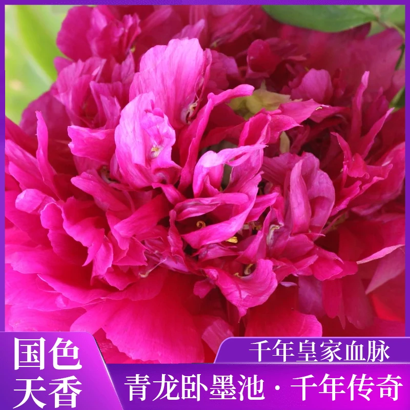 青龙卧墨池汉牡丹园牡丹花卉室外观赏重瓣大花