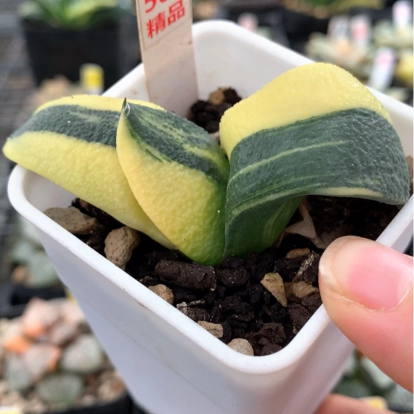 【闪购商品】500蜗牛