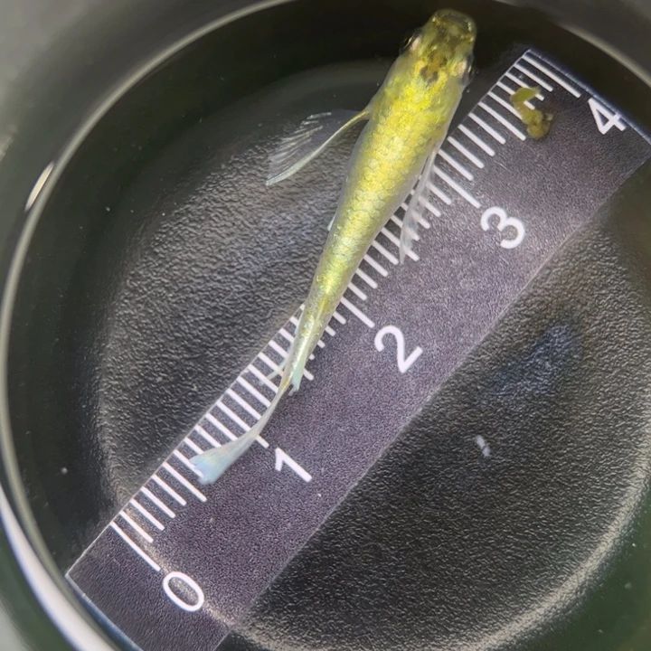 海水鱼真长鳍帝姬10号