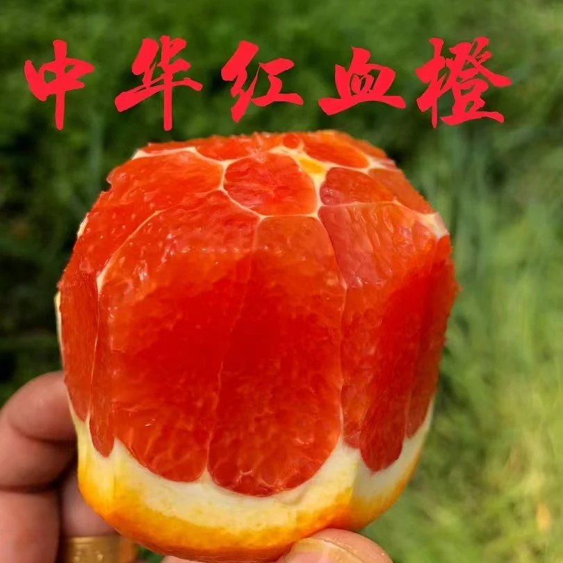 秭归红橙中华红橙长江边鲜橙现摘现发