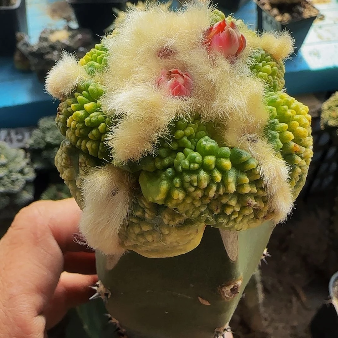 大尤龟甲连山锦257