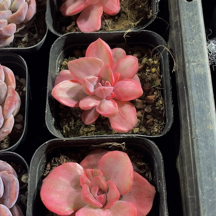 单头彩虹糖锦带盆土发