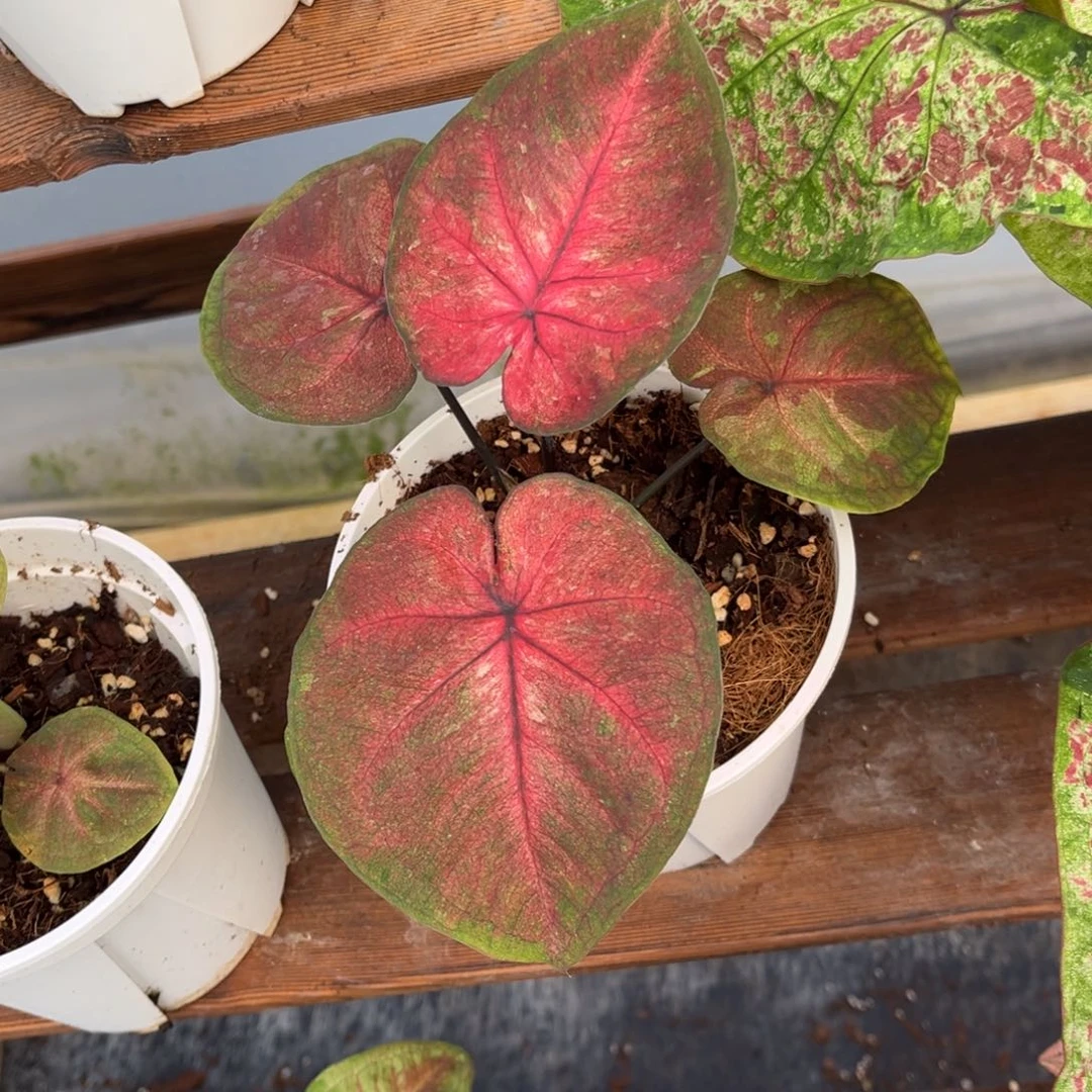 大部分开放少量花苞海王