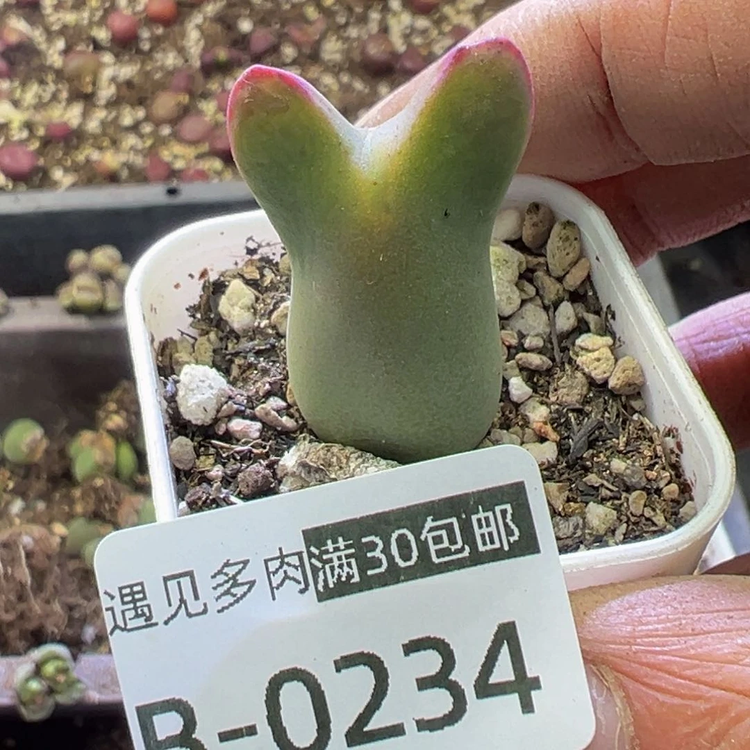 多肉植物11111111111111