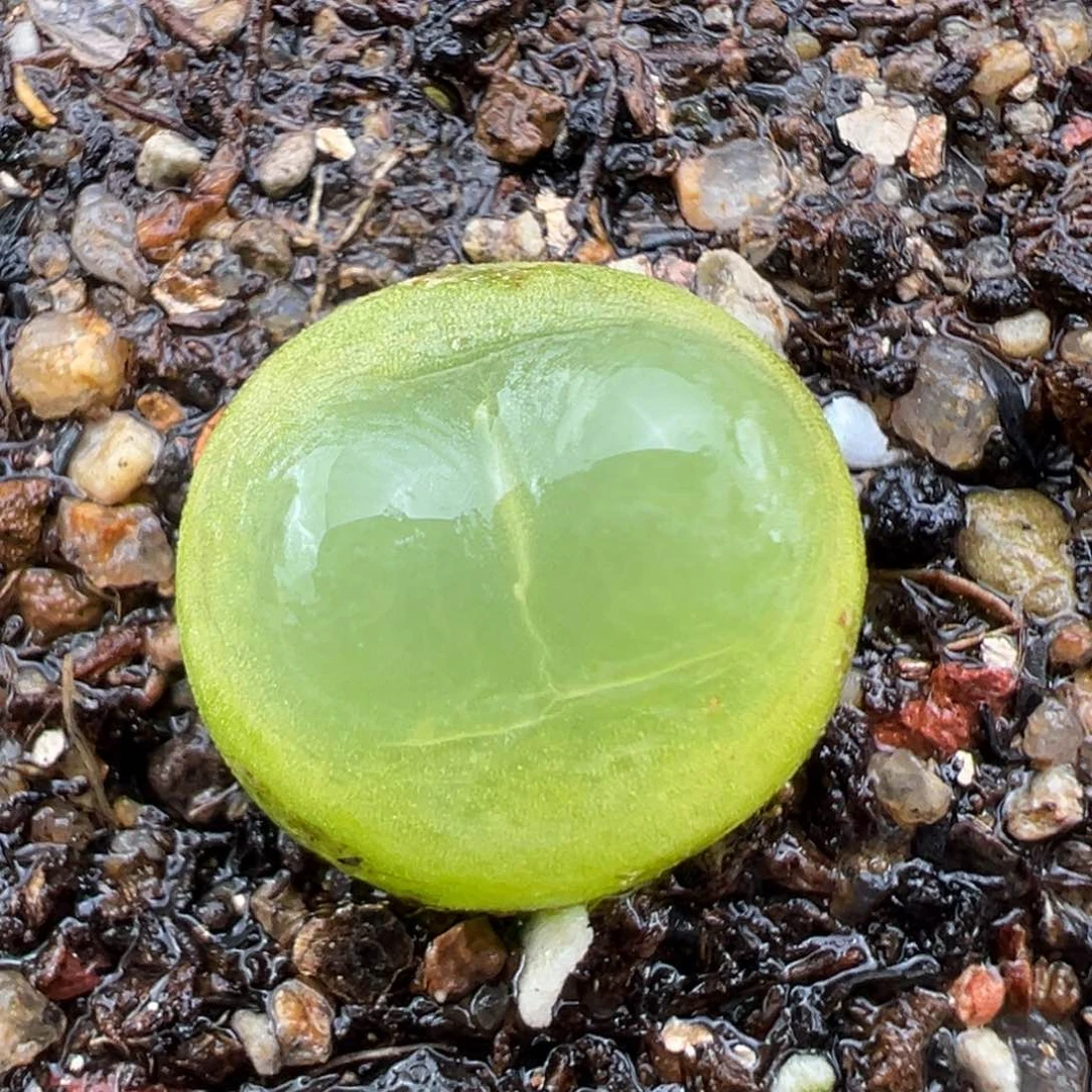 2.2好看的多肉a070