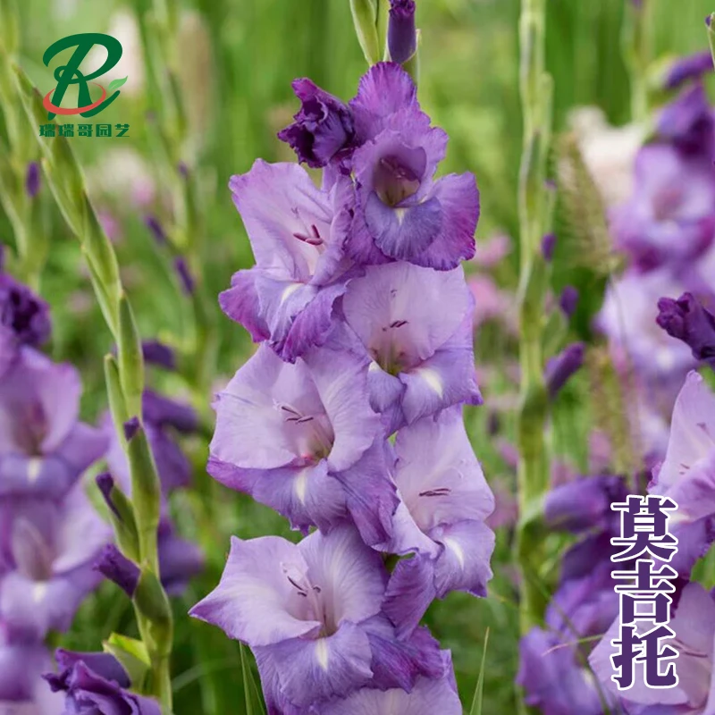 10颗【莫吉托】剑兰种球荷兰进口唐菖蒲花卉绿植盆栽种子多年生