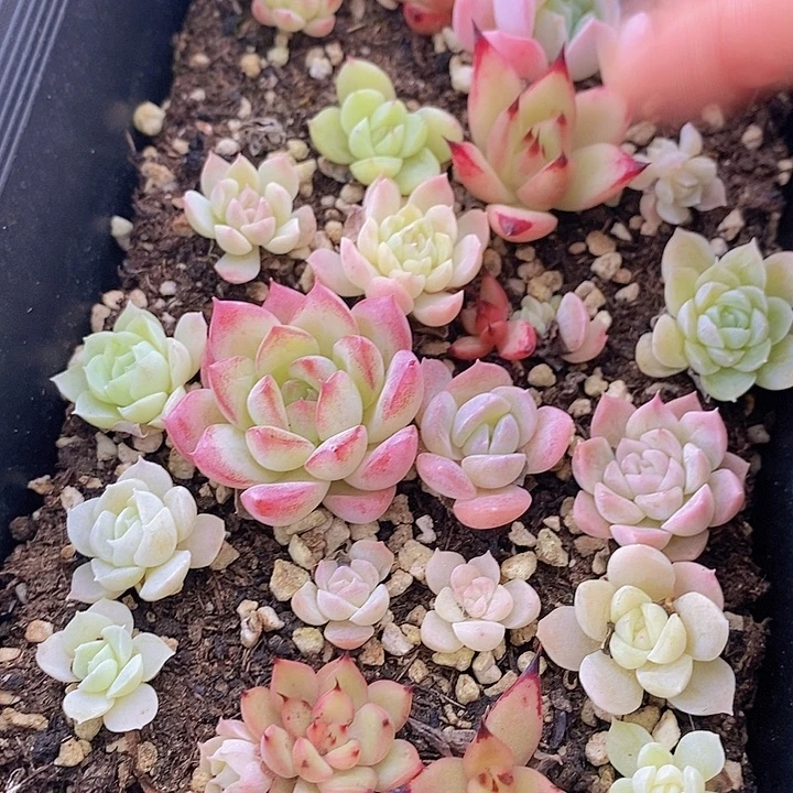 24 多肉植物盆栽花卉