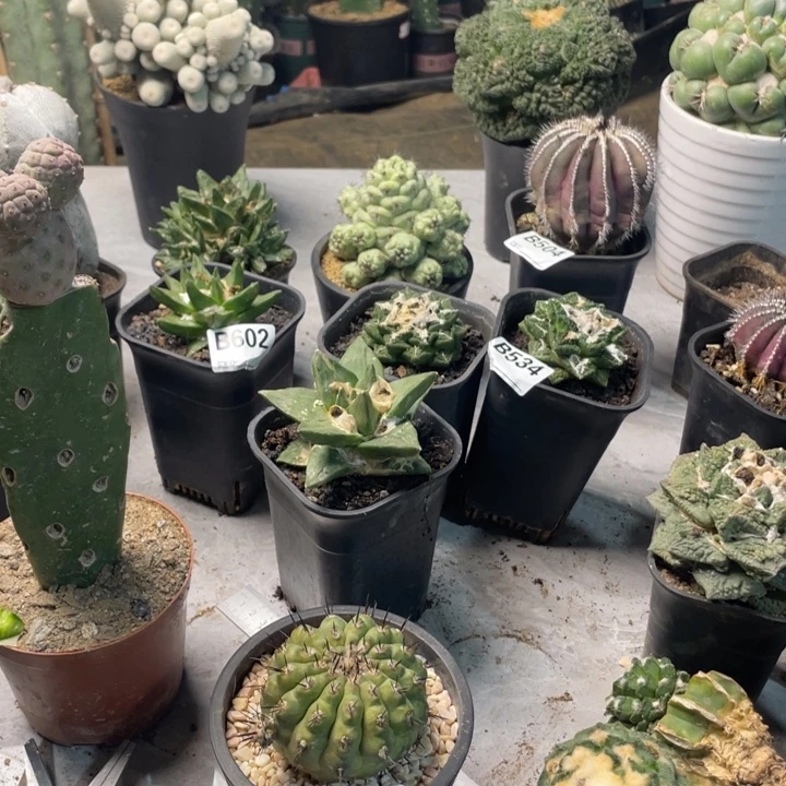 621黑王玩一个仙人球