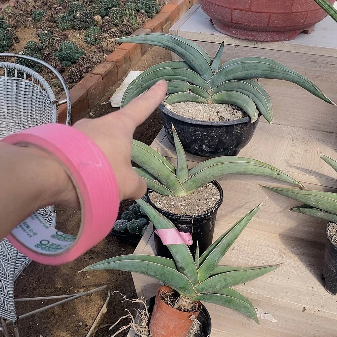 钢***z9491虎皮兰一颗111111