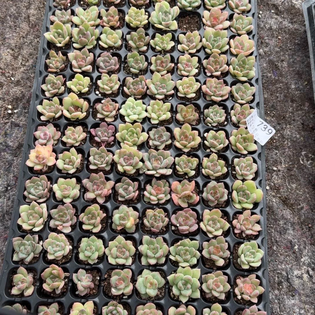 如图739麦芽糖播种穴盘一盘