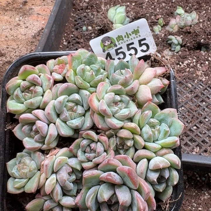 多肉植物多肉植物