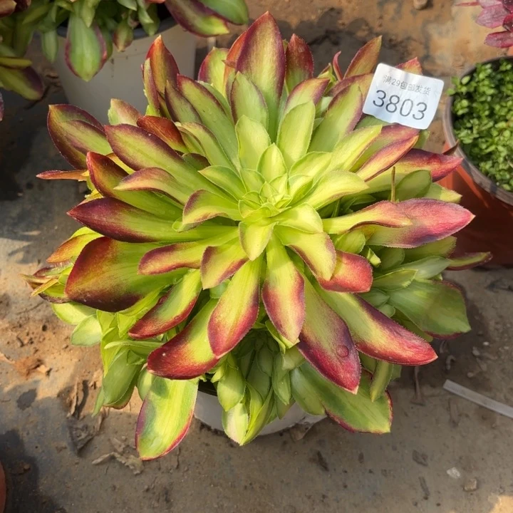 韶华多肉法师3803