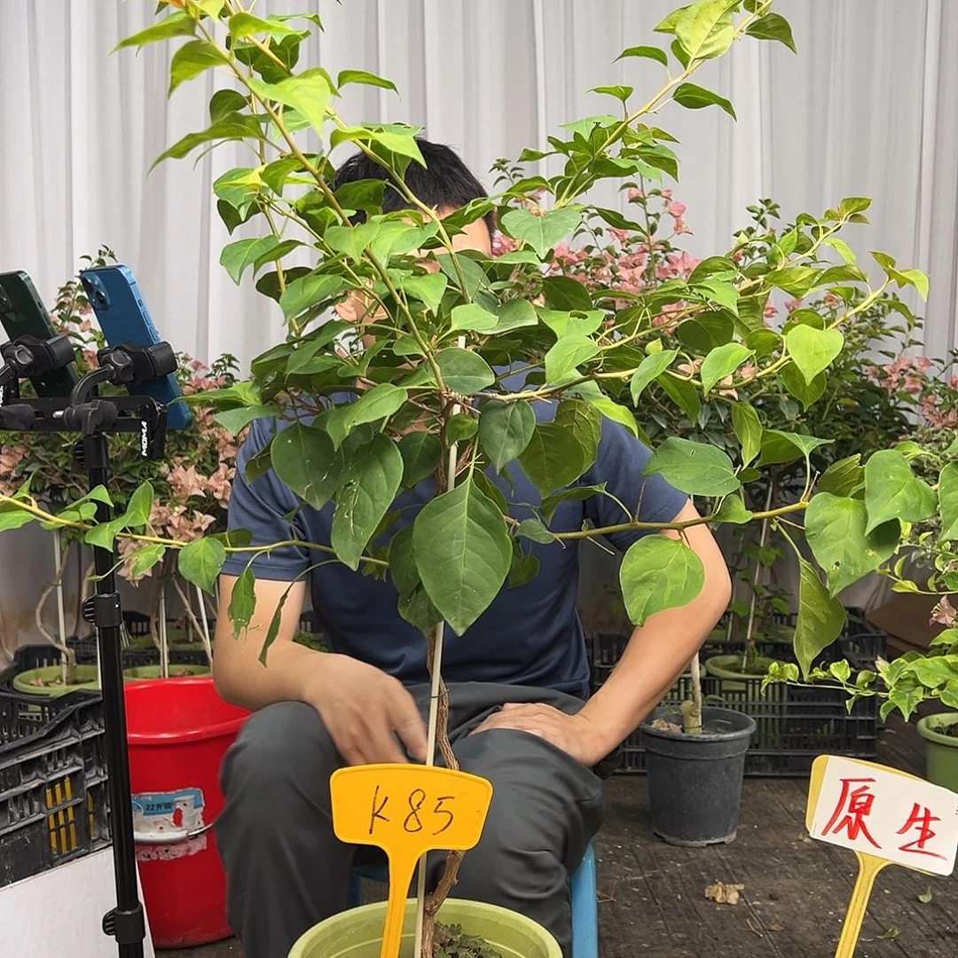 温***唇当前无花栽培后可以开花K85暗夕