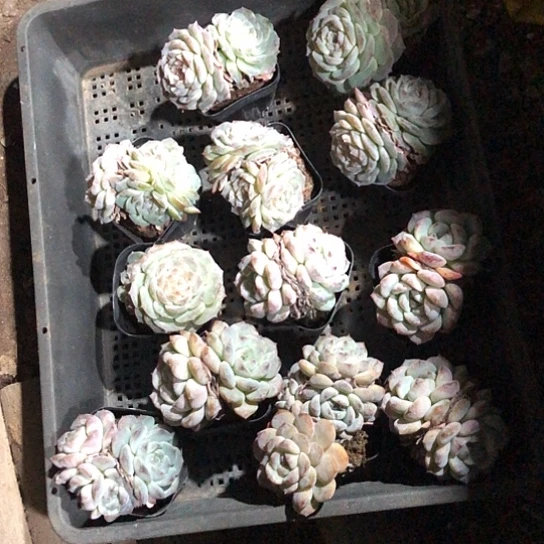 随机的小伙伴在微博发