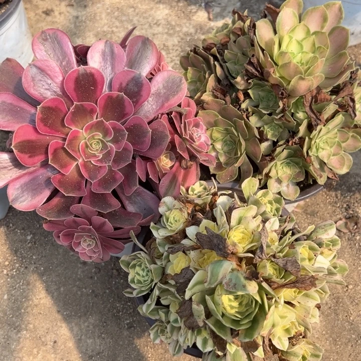 梅杜莎韶华迈巴赫三颗组多肉植物量上