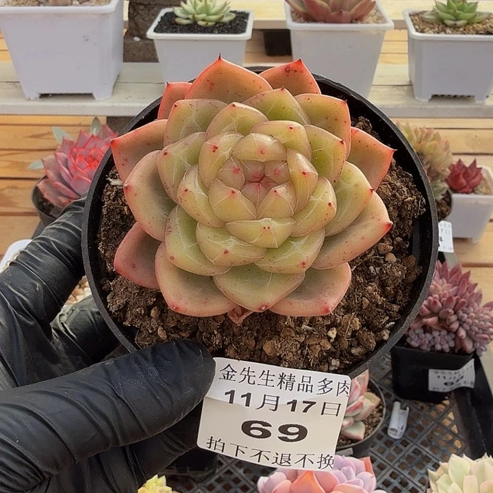 1117-69冰花珍妮a