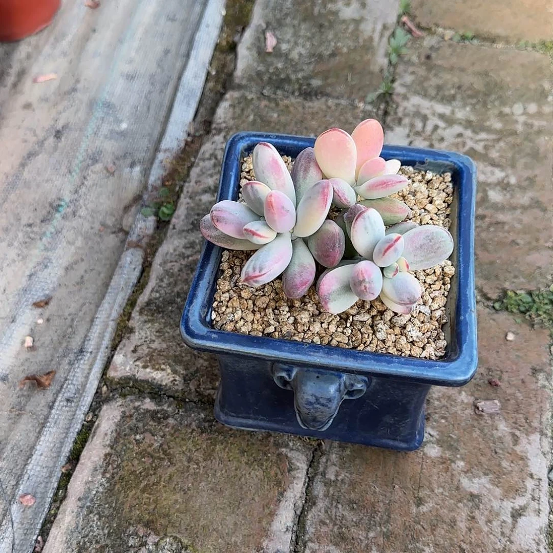 浅*乒乓福娘锦带盆发货