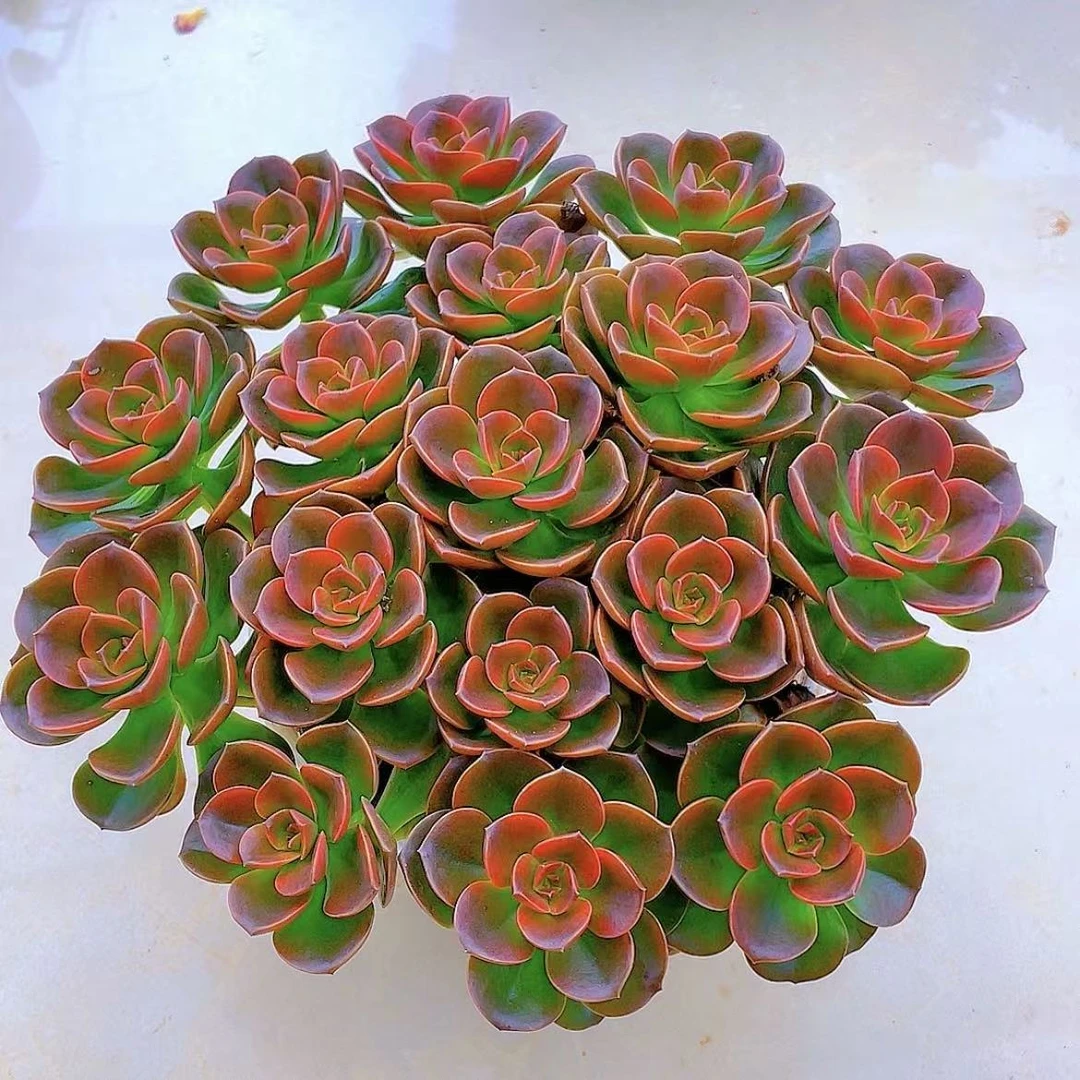 红酒玫瑰巧克力手捧阳台桌面多肉盆栽植物新手越晒越红带盆带土