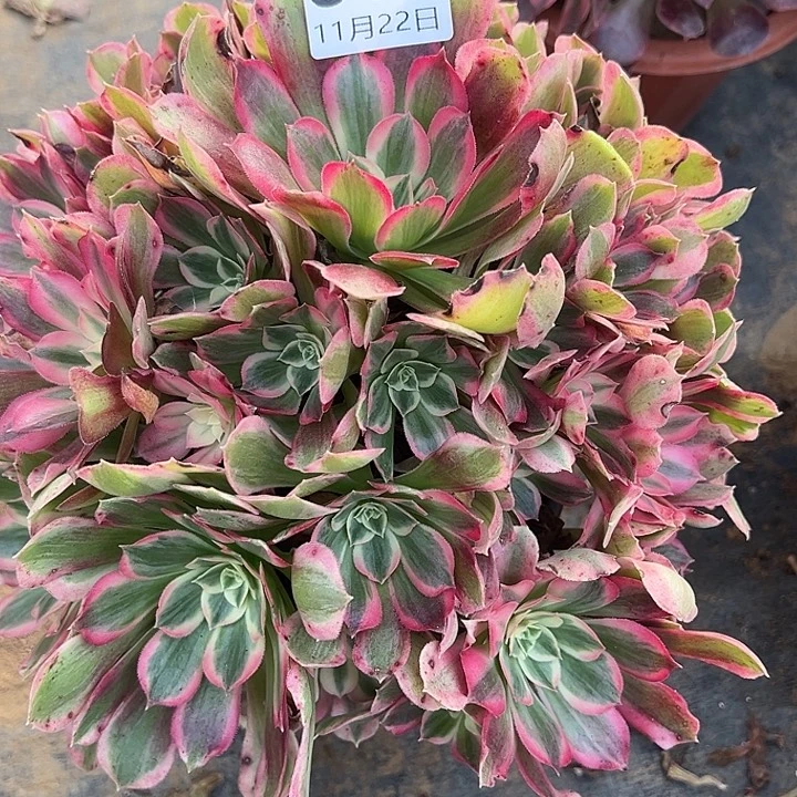 11.22-10男神多肉植物1