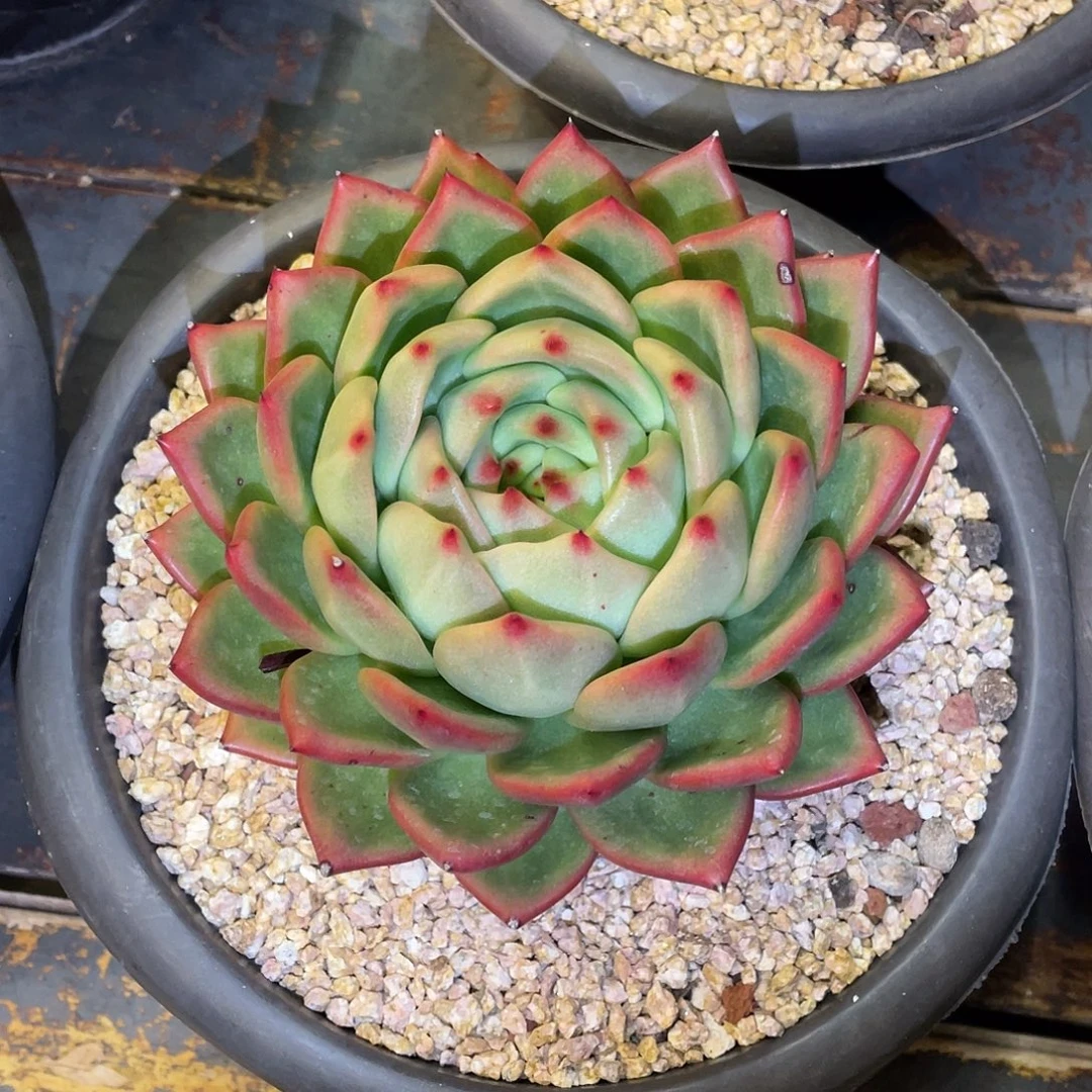 ****l多肉植物一物一拍