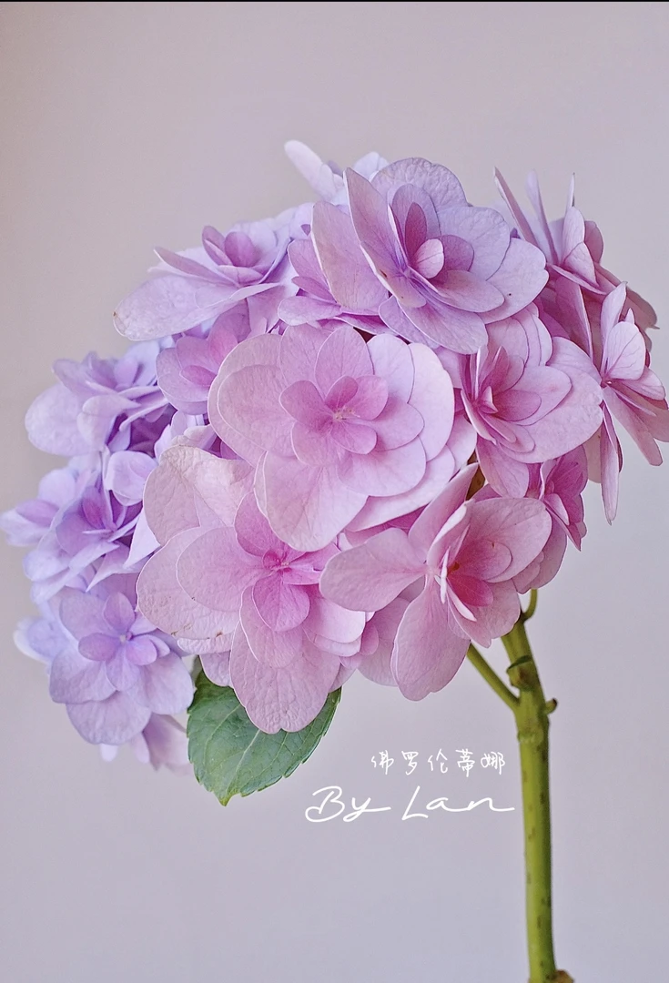 永源花坊《佛罗伦蒂娜》露天大花绣球老枝开花