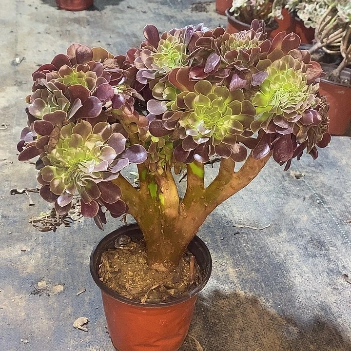 欧紫缀多肉植物022