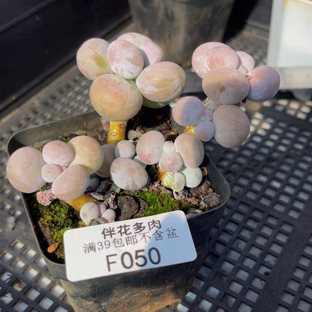 050-芭比奶多肉6cm