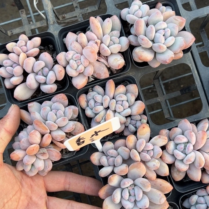 香水三头群一颗量拍多肉满20包邮初7发货