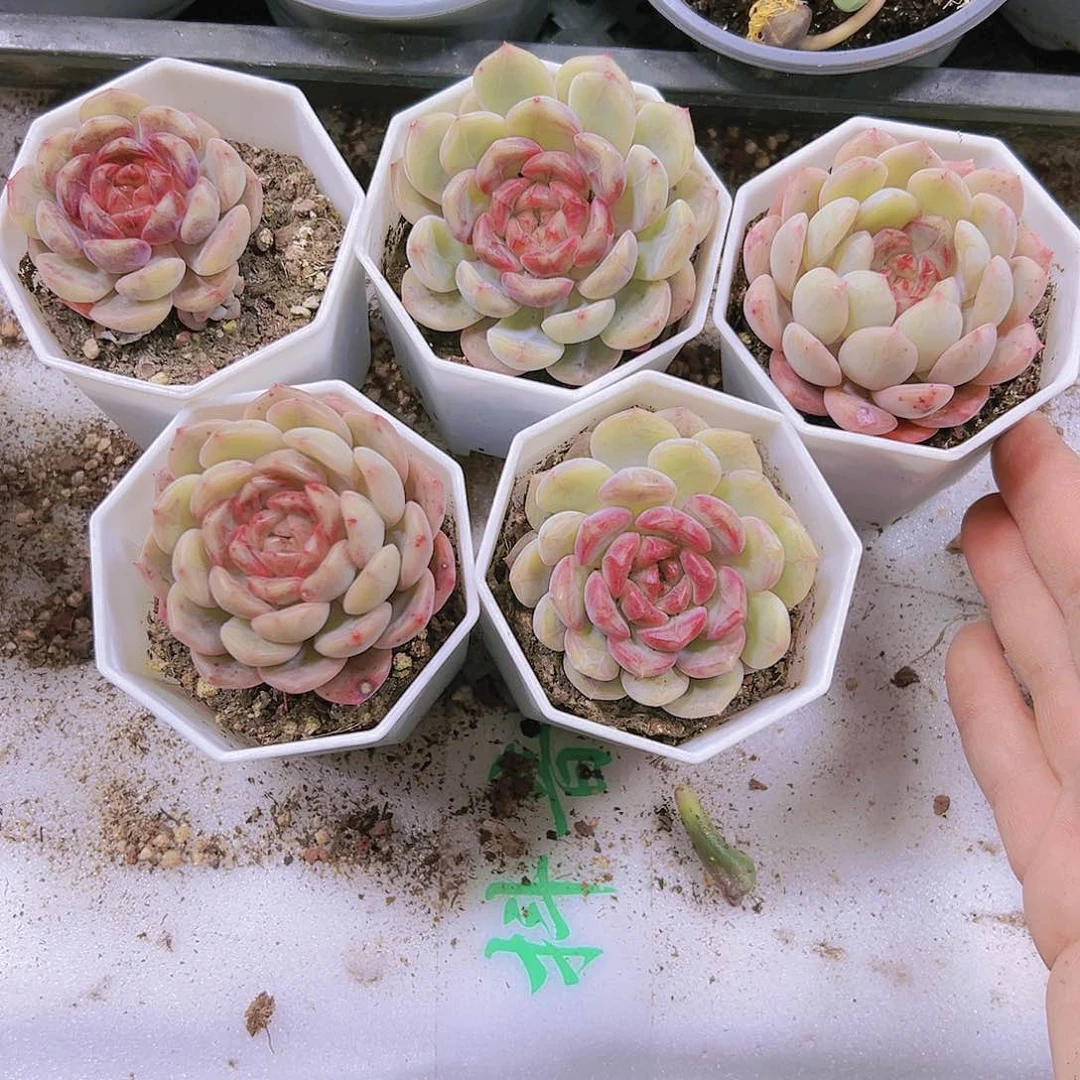 单头葡萄珍妮19包邮