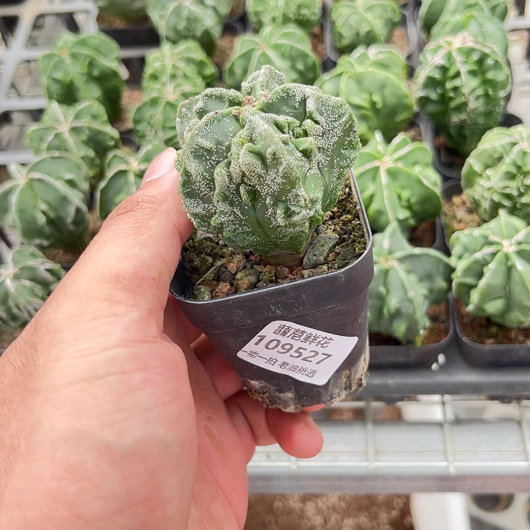 109527一物一拍单头发货