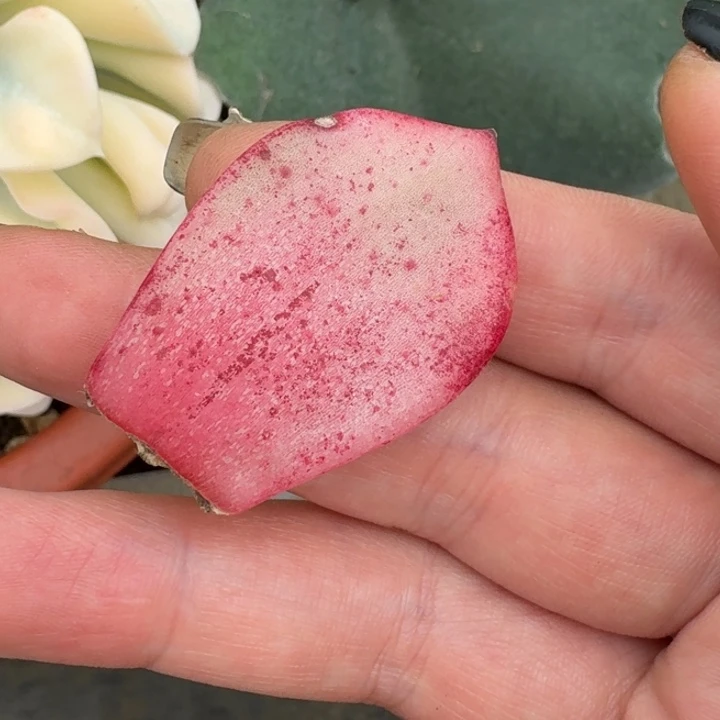 月***汐皮蛋叶片一物一拍