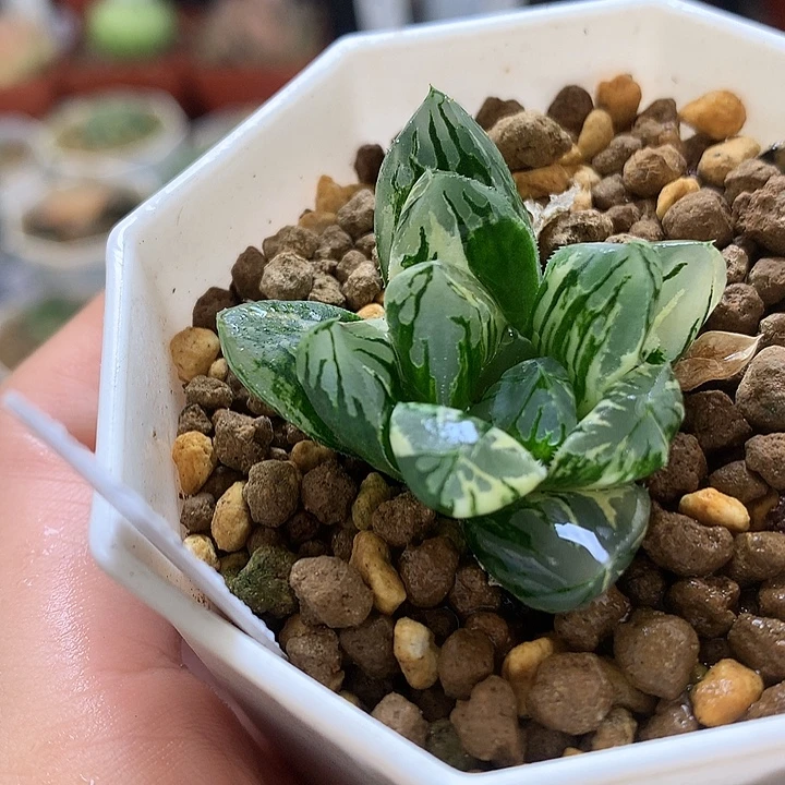 花水晶锦玉露锦带盆土