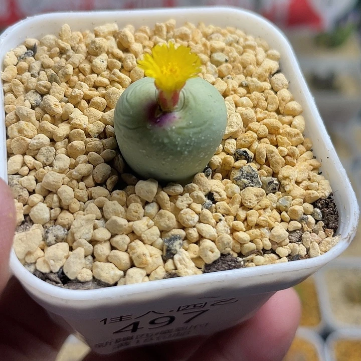 佳人园艺多肉生石花鸽子蛋18包邮497