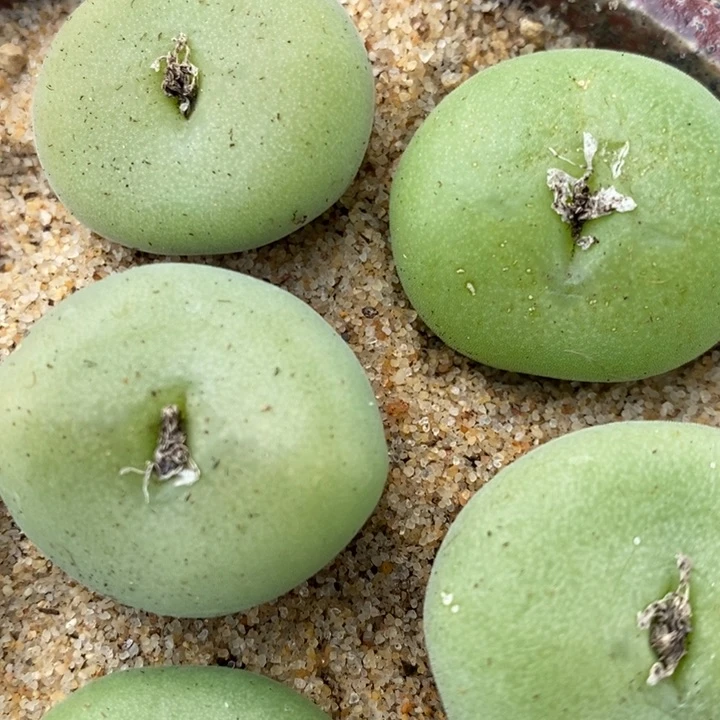 大孔卡佛1颗一颗