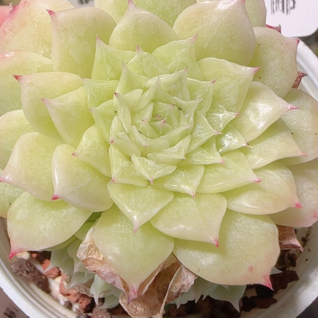 花语逸镜1128-330散