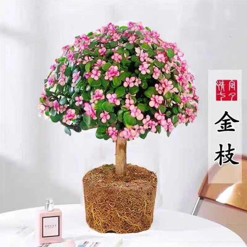 整装金枝玉叶多肉盆栽盆栽多肉植物云南直发好养活群生树桩肉肉
