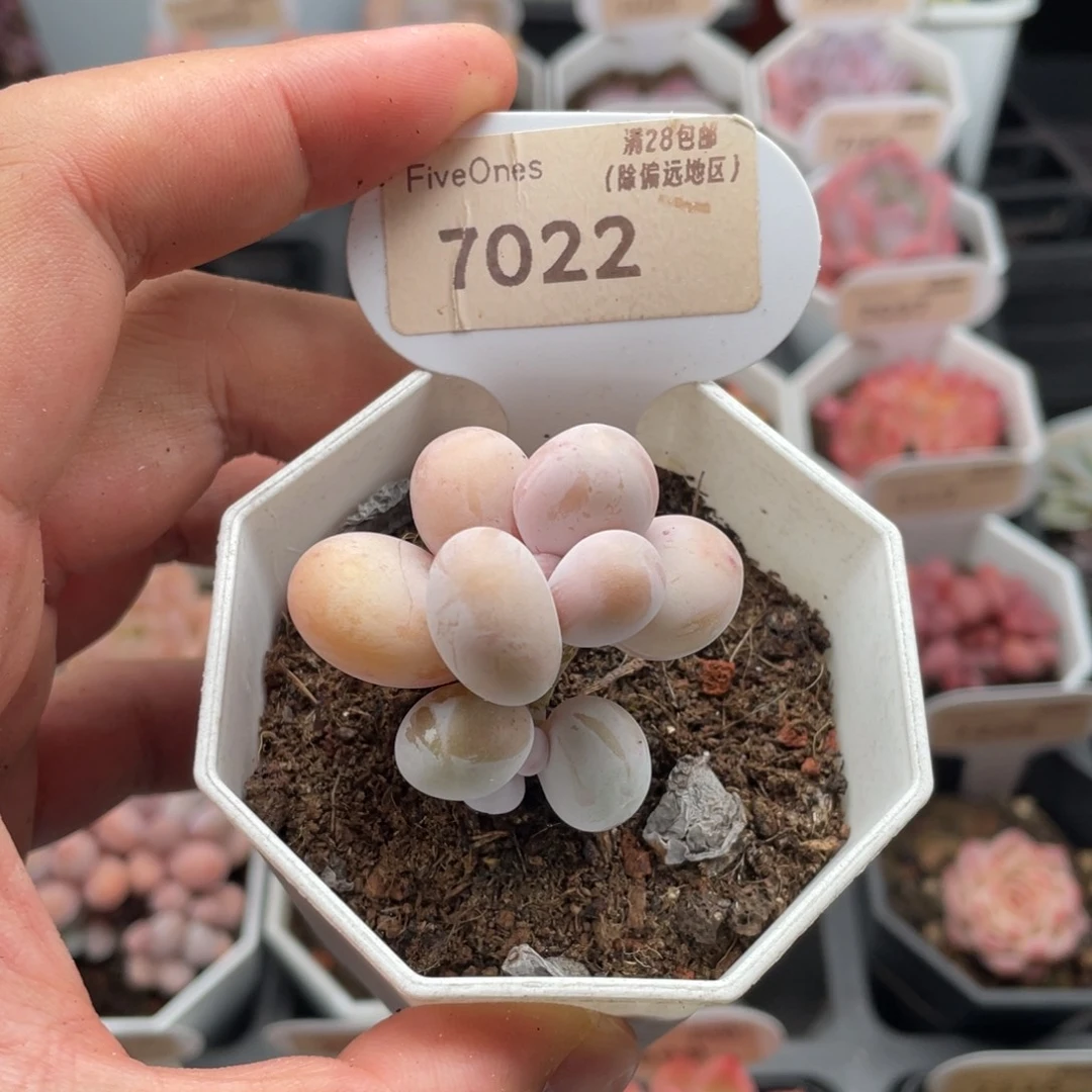 橙雪球奶酪7022-4厘米