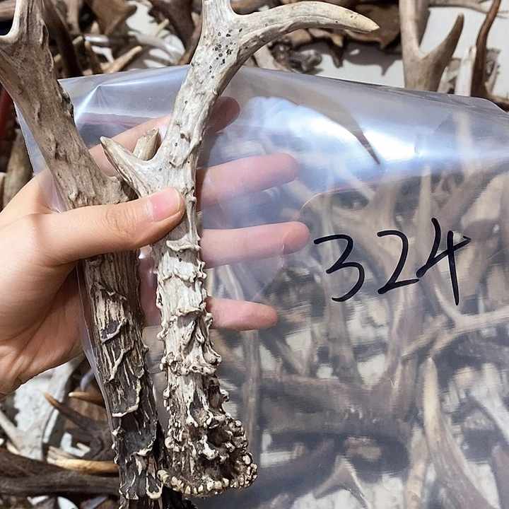 单**语鹿角鹿角鹿角鹿角鹿角