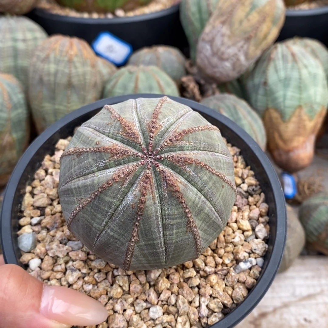 19欧系实生布纹球一物一拍